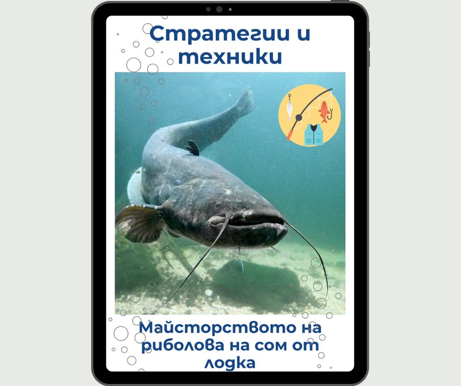 Сом